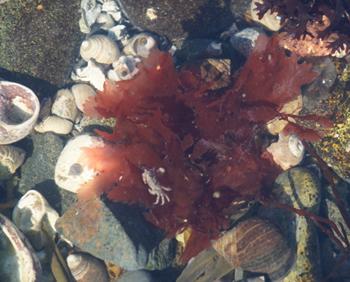 Shellfish, seashells, and crabs in a tidepool.