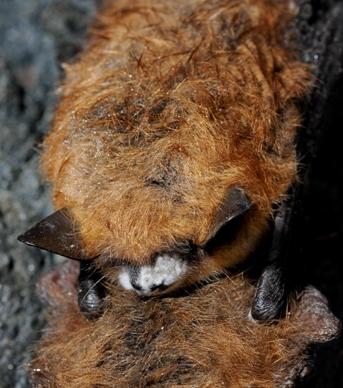 Little brown bat with white-nose syndrome.