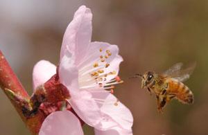 honey bee flying near flower