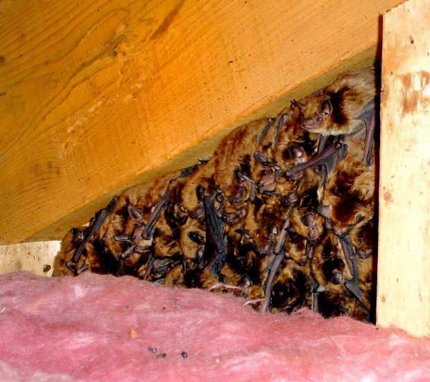 Colony of big brown bats in an attic. Photo by Matthew Grady