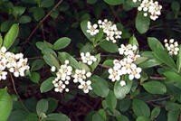 black chokeberry