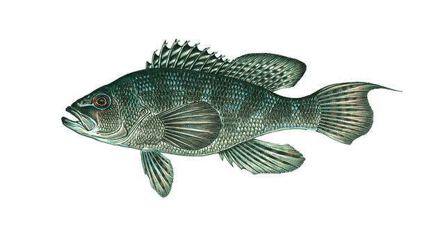 learn about black sea