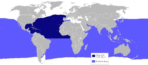 Blue Marlin distribution map