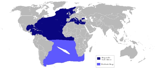 bluefin tuna distribution map