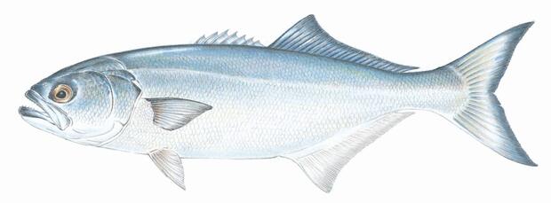Learn about bluefish | Mass.gov