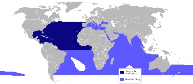 Bluefish distribution map