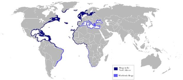 Atlantic bonito distribution map