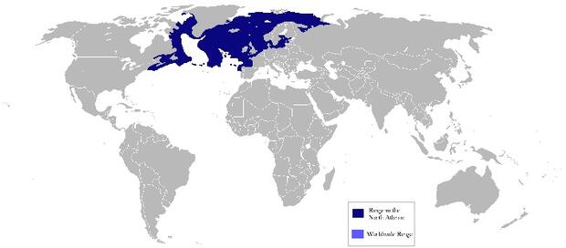 American dab distribution