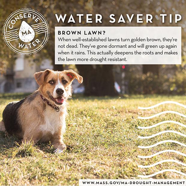 Download Brown Lawn graphic