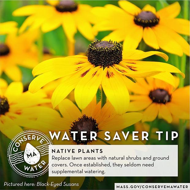 Download the Native Plants 2 graphic