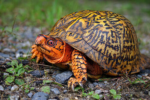 Eastern Box Turtle. Photo by Mike Jones, MassWildlife