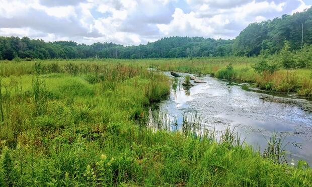 Restored wetlands.