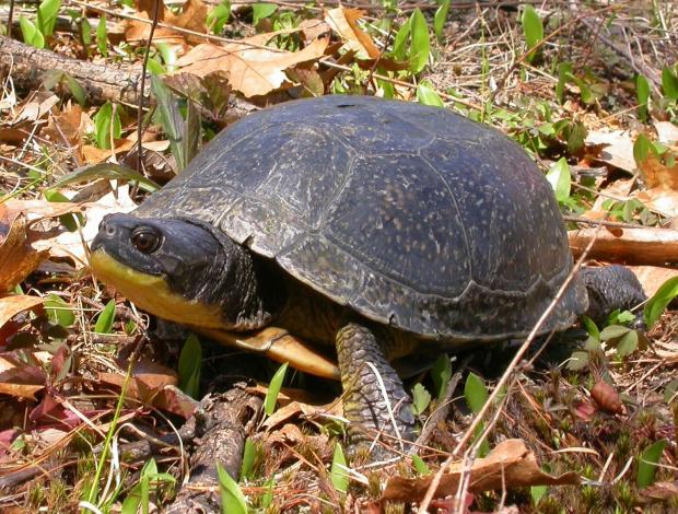 Adult Blanding's Turtle, Threatened.