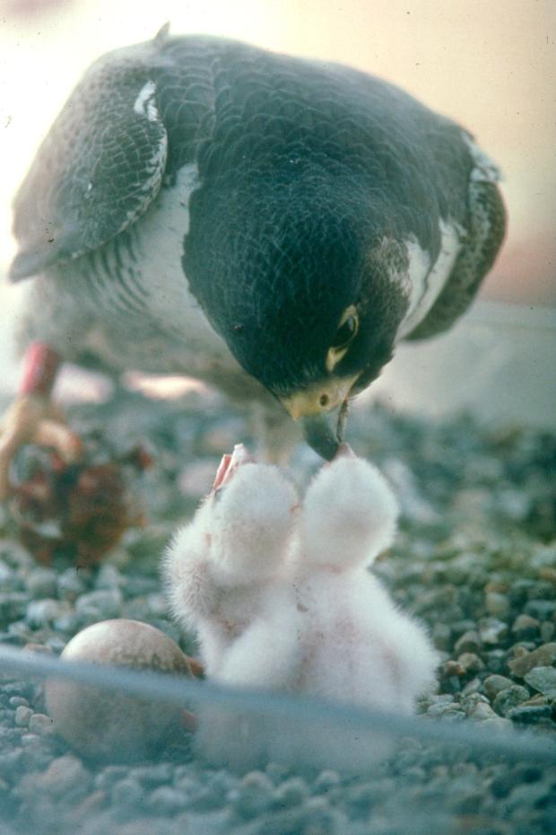 Adult Peregrine Falcon feeding chicks.