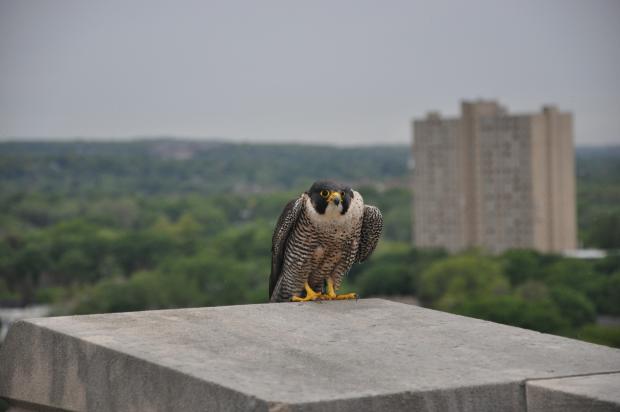 Peregrine Falcon sitting on the edge of a building in Massachusetts.