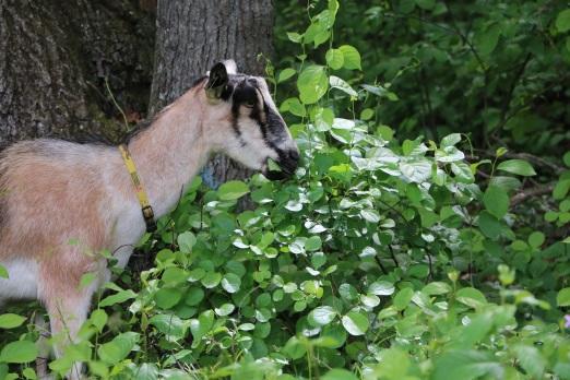  Town of Sherborn uses goats to help control invasive species