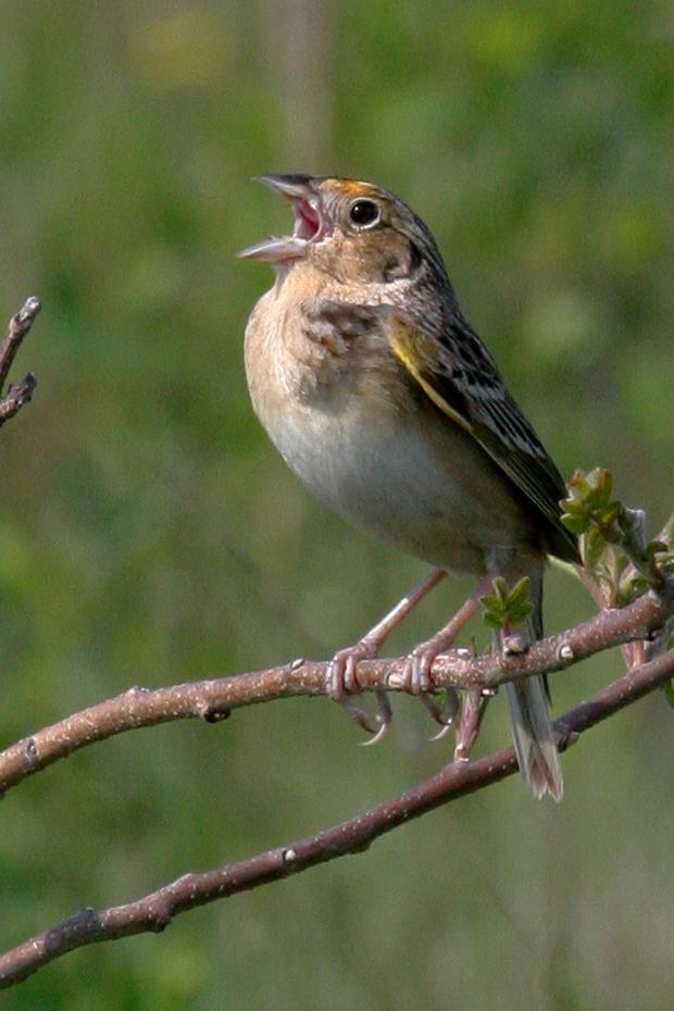 Grasshopper Sparrow, Threatened.