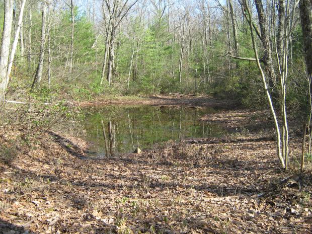 A typical vernal pool.