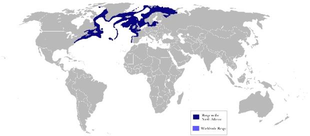 Atlantic halibut distribution map