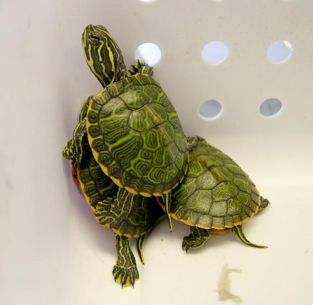 Red-bellied Cooter hatchlings ready to be headstarted by MassWildlife cooperators.