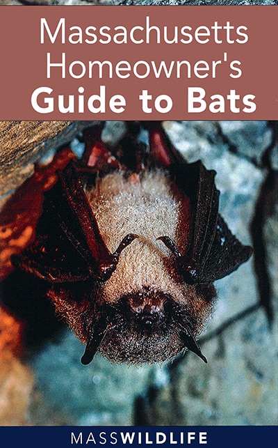 Massachusetts Homeowners Guide to Bats