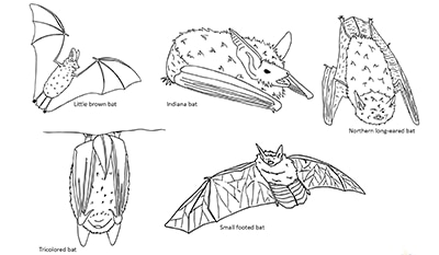 Endangered bats of Massachusetts