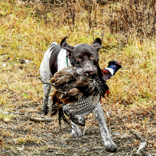 pheasant hunting dog