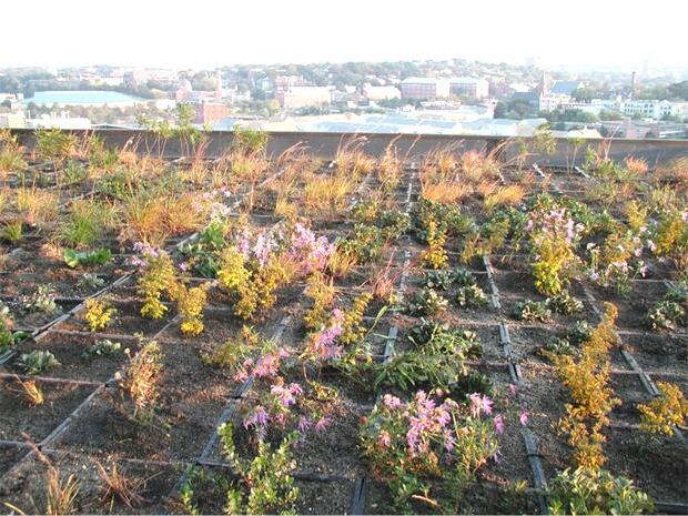 green roof at Mass College of Art in Boston