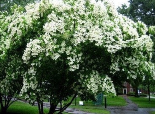 Flowering Kousa Dogwood Tree