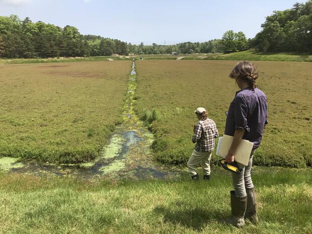 NRCS and MMI staff survey a new potential restoration site in Plymouth.