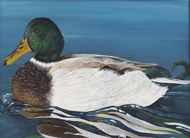 Mallard artwork submitted to JDS by Jenna Gormley, age 18