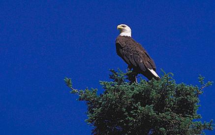 Bald Eagle at Quabbin Reservoir