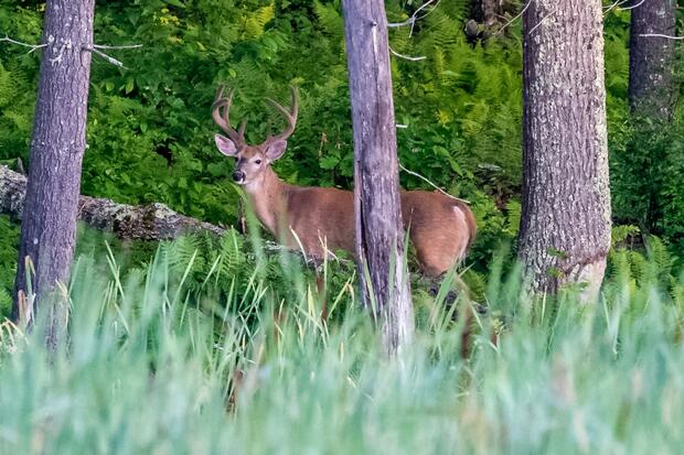 Summer Buck