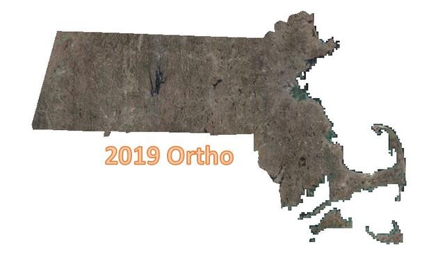 2019 orthos
