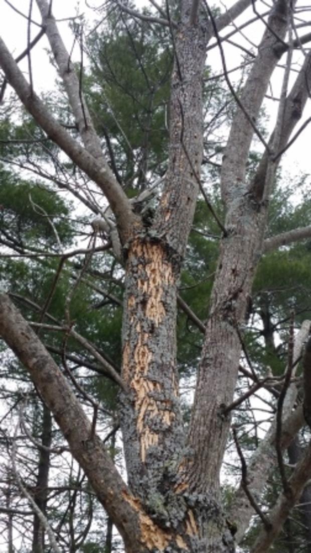 Recent EAB Ash damage in New England