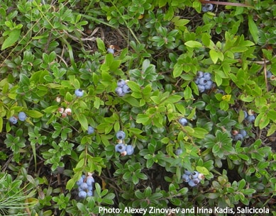 image of lowbush blueberry