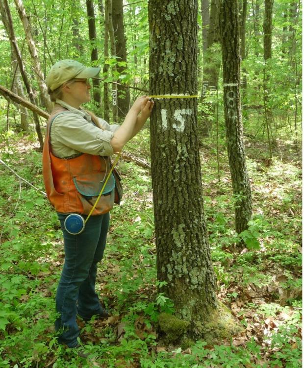 Monitoring forest management activities