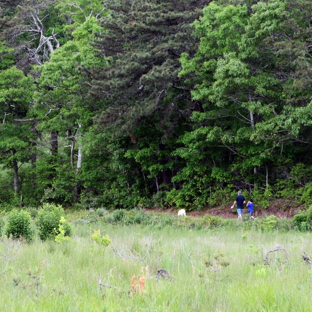 A couple people walking a dog along a trail through lush greenery.