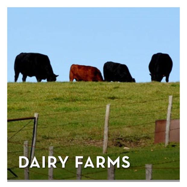 dairy farms