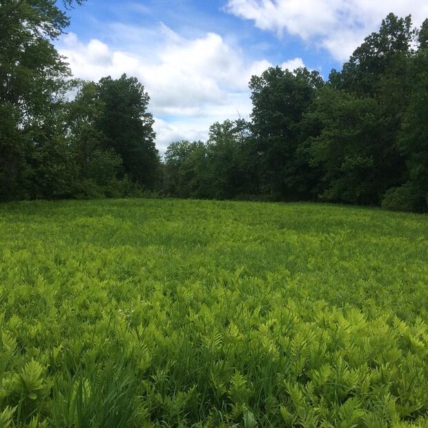 A green field of ferns with trees in the background.