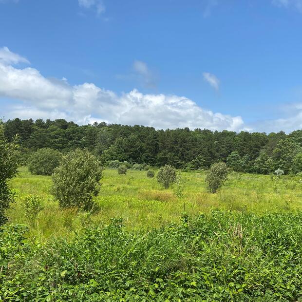 A very green field with shrubbery.