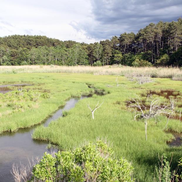 A green marsh with open water peeking through vegetation and trees in the background.