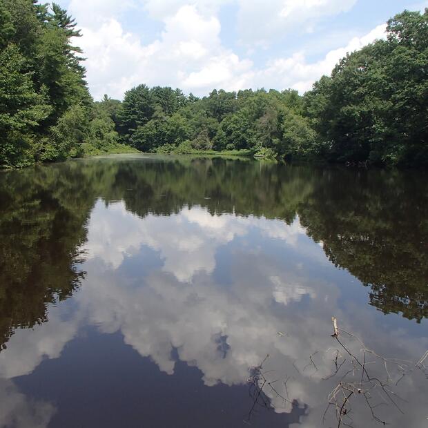 A wide stream surrounded by trees.