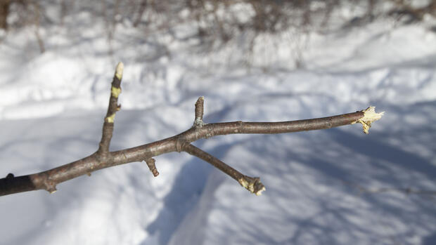 chewed ends of young woody growth