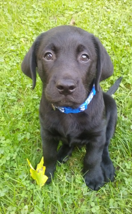 Freedom Guide Dogs for the Blind Puppy named Ryker
