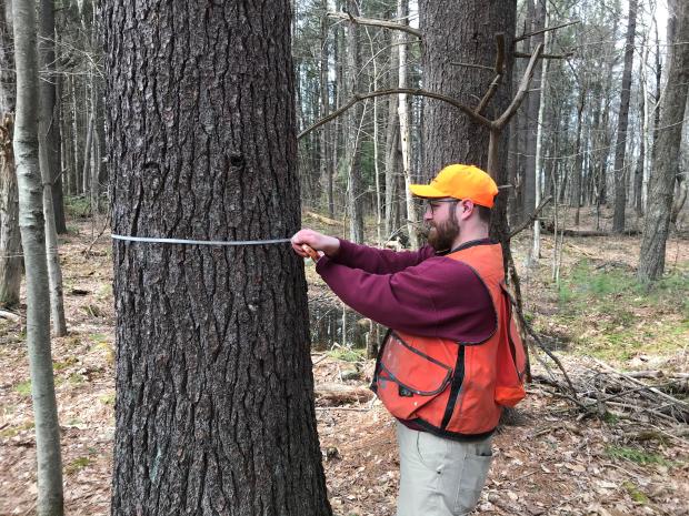 Measuring a tree's width