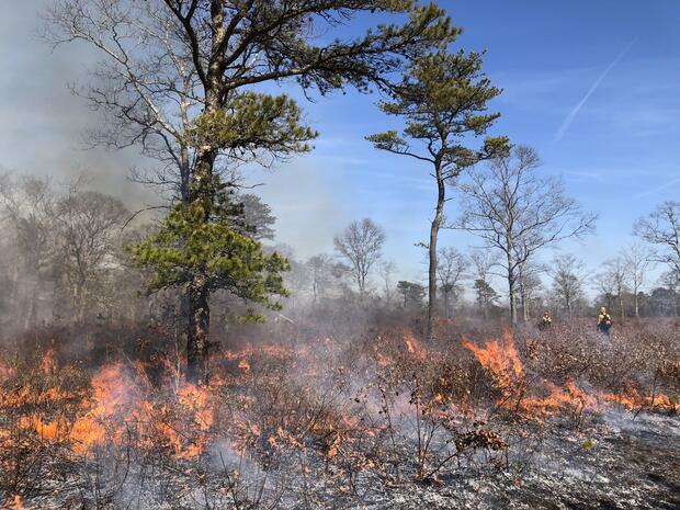 prescribed fire frances crane wma