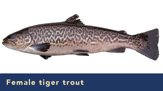 Female tiger trout
