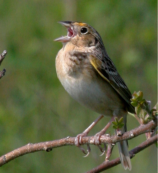 grasshopper sparrow