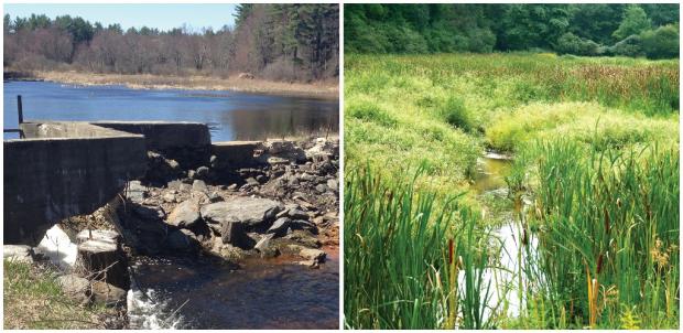 A photo of a concrete dam to the left, next to a photo of a green natural stream and wetland to the right.
